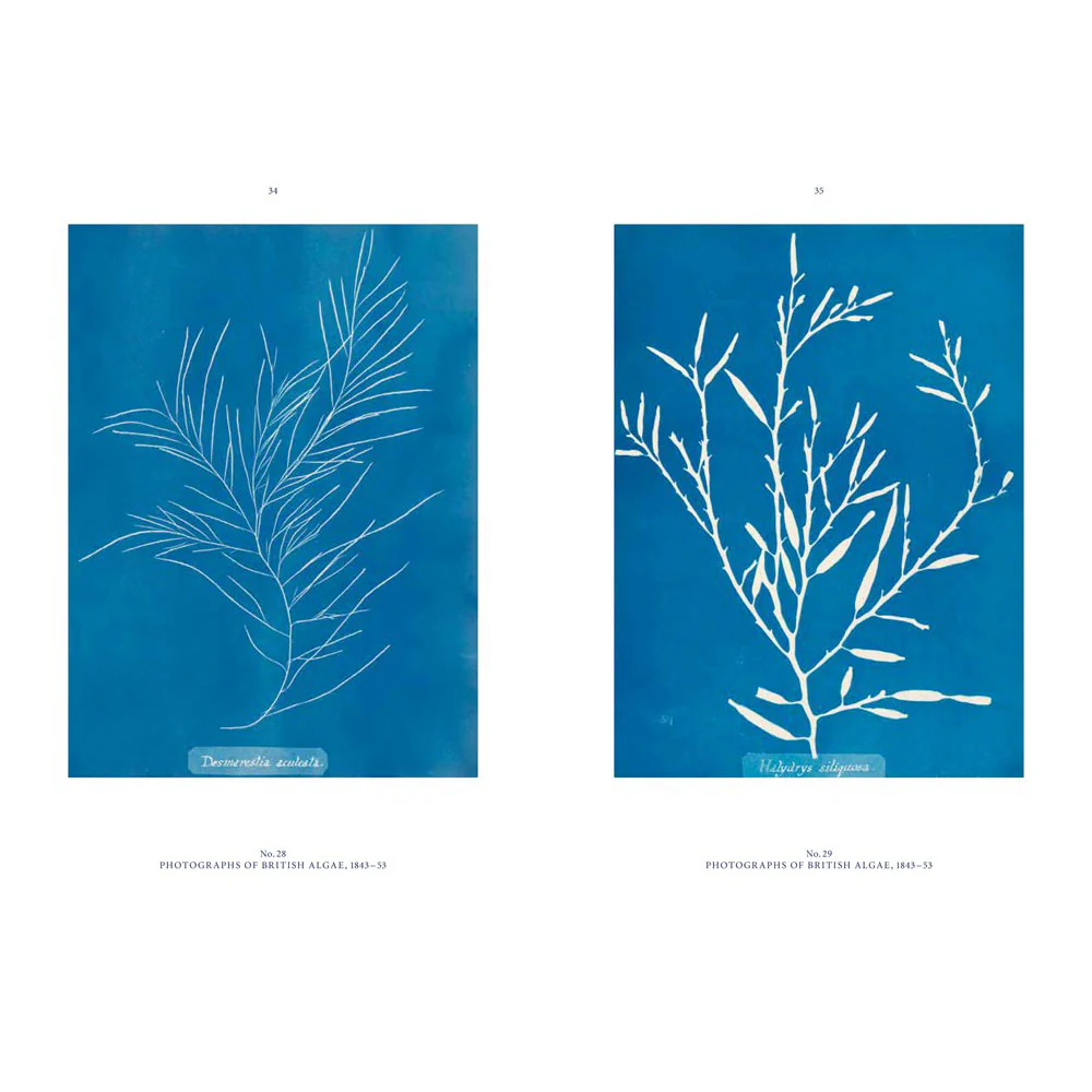 Anna Atkins: Blue Prints - Image 3