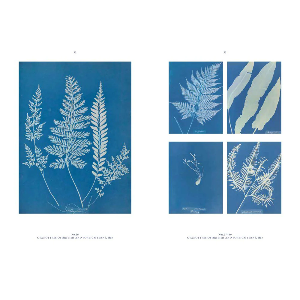 Anna Atkins: Blue Prints - Image 4