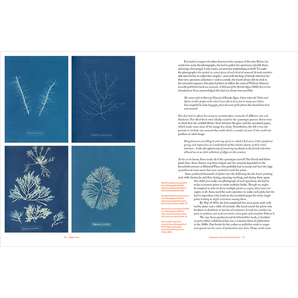Anna Atkins: Photographer, Naturalist, Innovator - Image 4