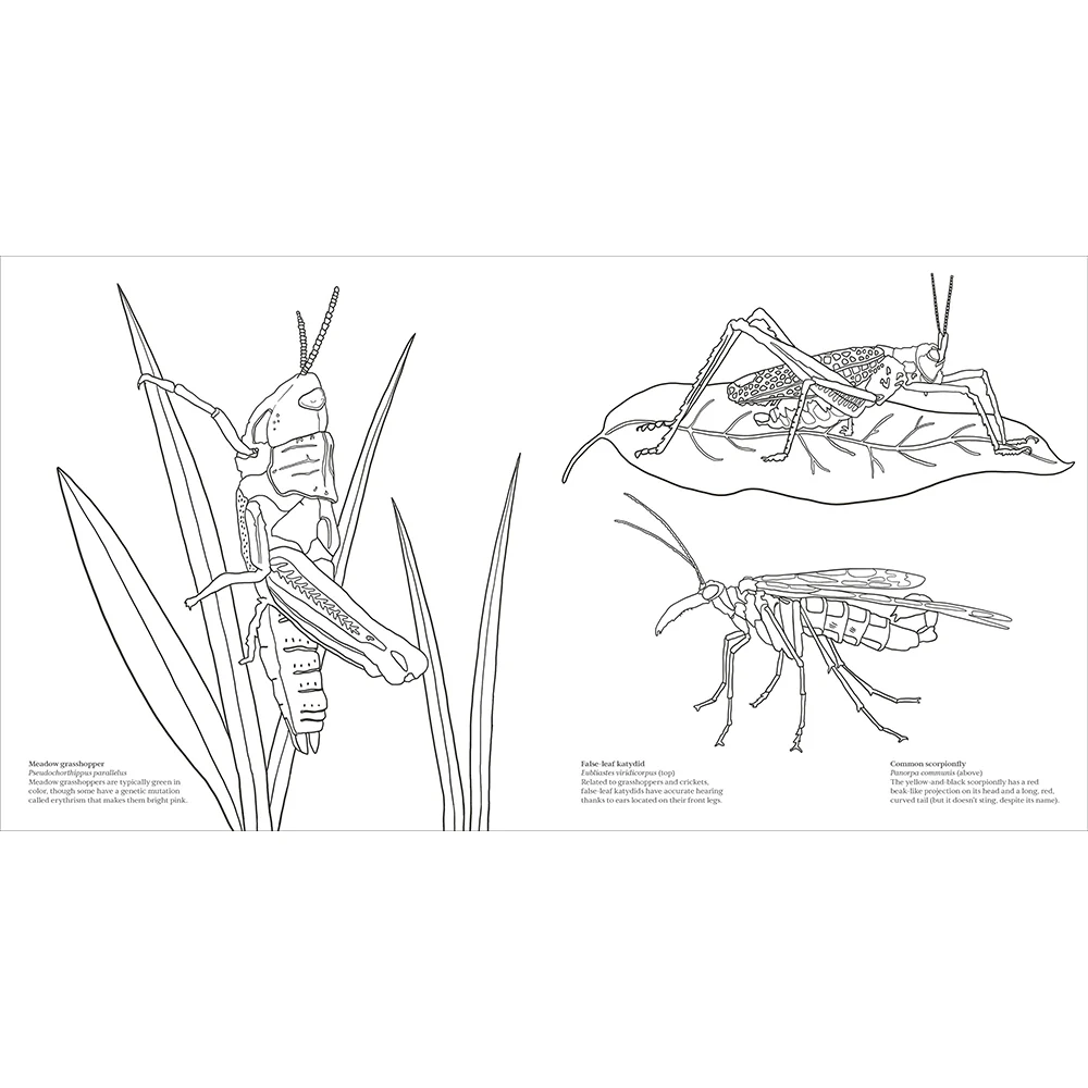 Extraordinary Insects Coloring Book - Image 3