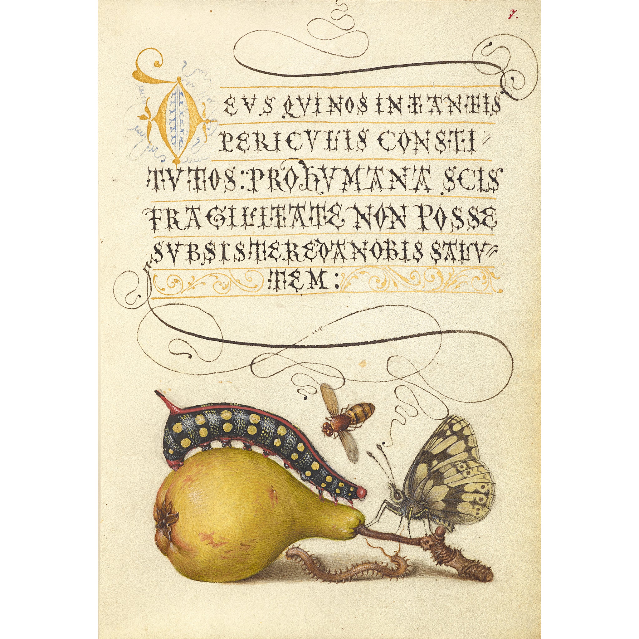 Joris Hoefnagel Coasters - Image 14