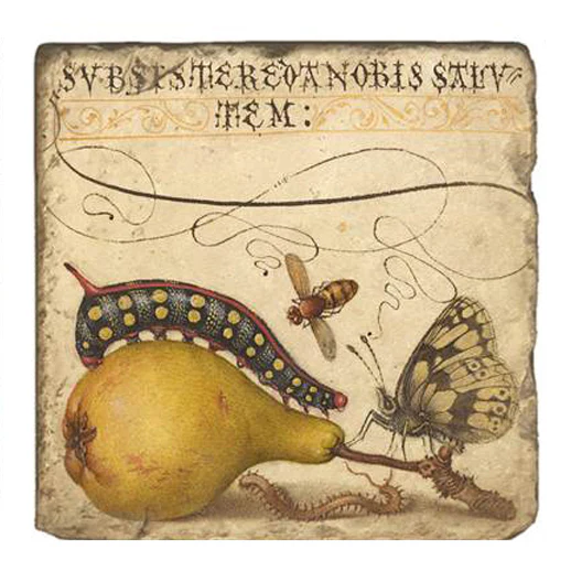 Joris Hoefnagel Coasters - Image 7