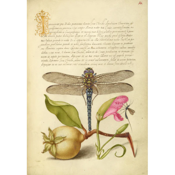 Joris Hoefnagel Coasters - Image 9