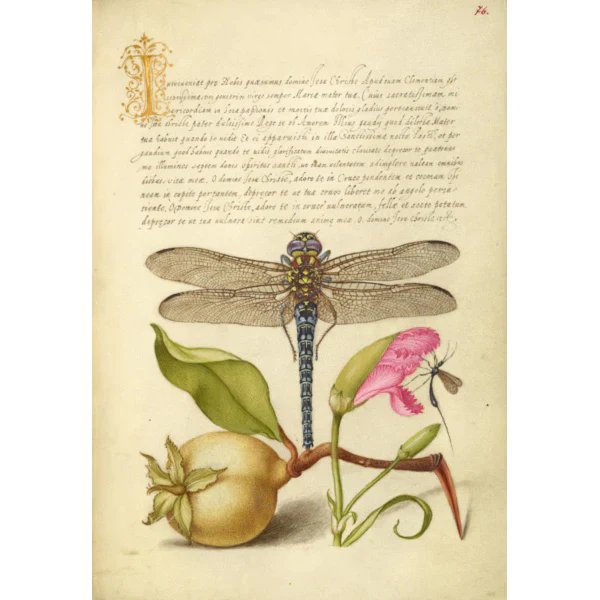 Illuminated Manuscript Music Box - Image 3