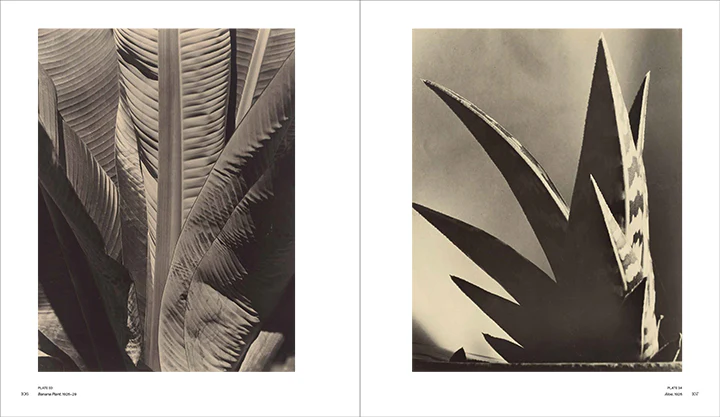 Imogen Cunningham: A Retrospective - Image 5