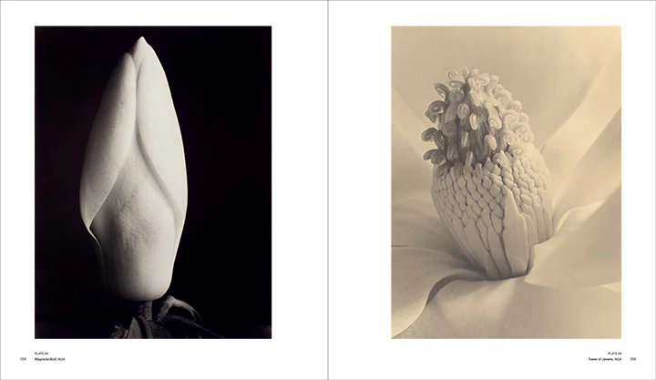 Imogen Cunningham: A Retrospective - Image 6