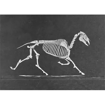 Lenticular Postcard - Horse Skeleton